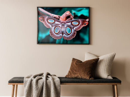 Blue Night Mask - Polyphemus Moth