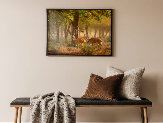 Spotted Deer – Walk in the Golden Forest