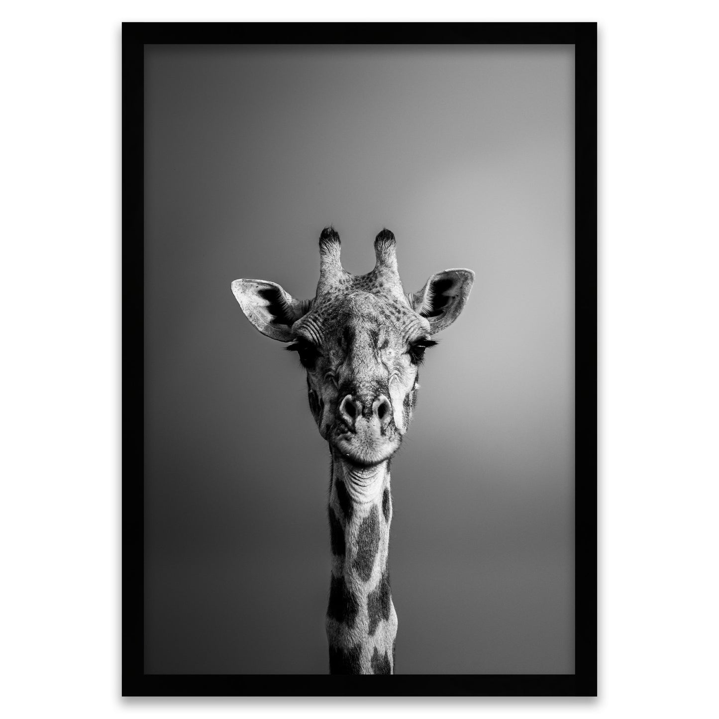 Gaze from Above - Giraffe Portrait