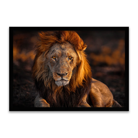 Löwen-Portrait – Der König der Savanne