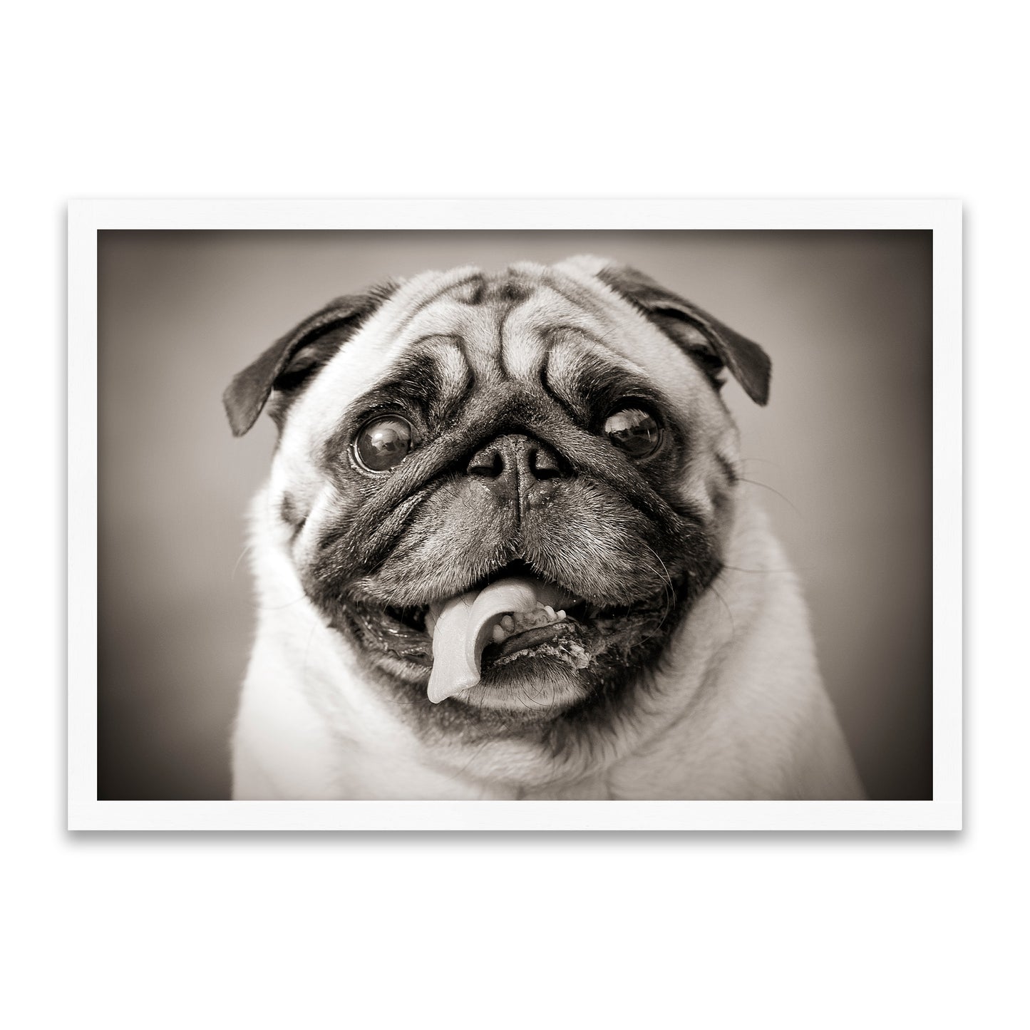 Mops Portrait – Der lustige Vierbeiner