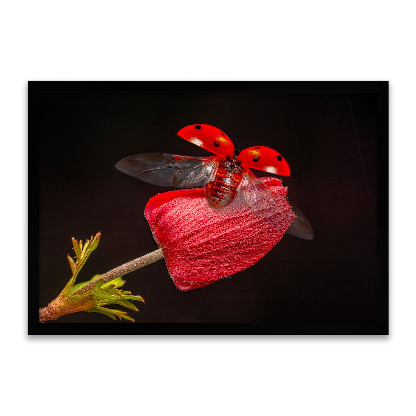 Flug des Glücks - Marienkäfer