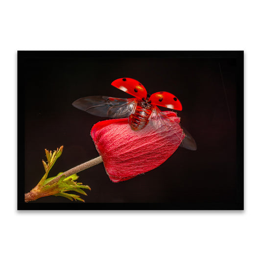 Flug des Glücks - Marienkäfer