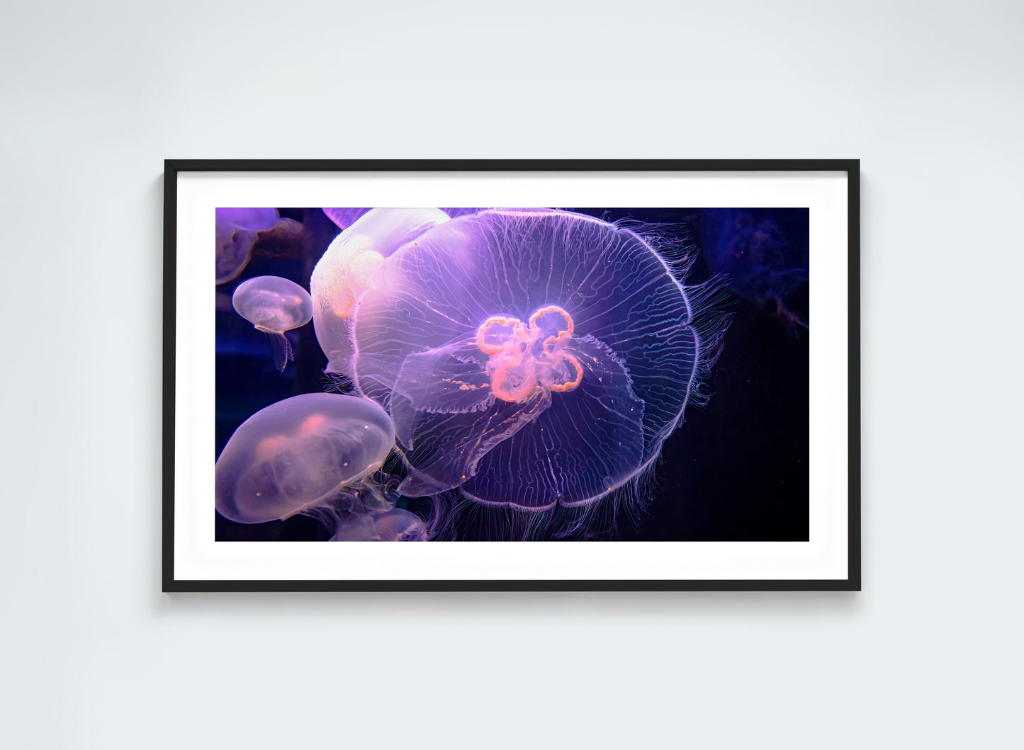 Glowing Jellyfish – Silent Dancers of the Deep Sea