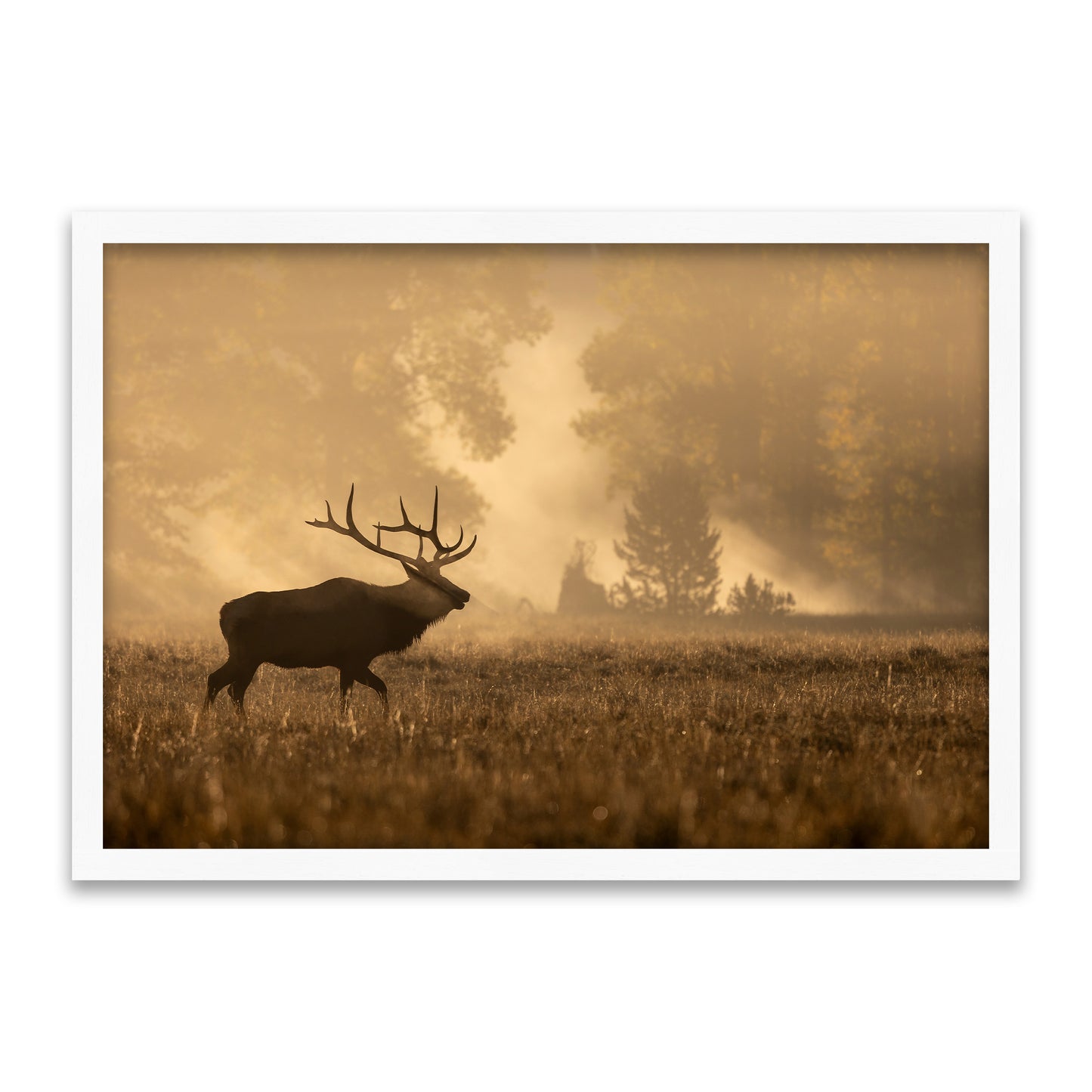 Elk Silhouette – Silent Call in the Morning Mist