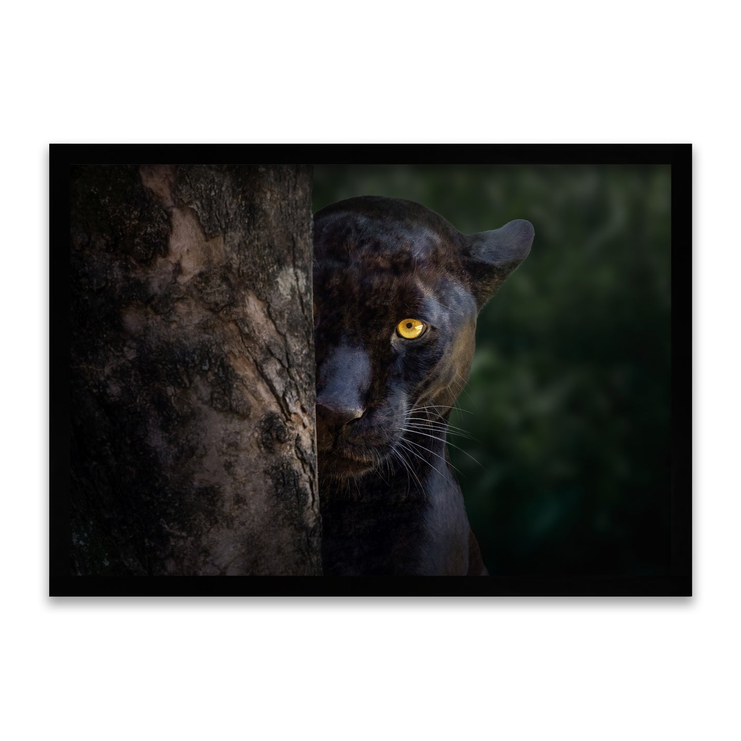 Instinktiver Jäger - Blick des Schwarzen Panthers