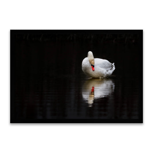 Spiegelbild der Seele - Eleganter Schwan