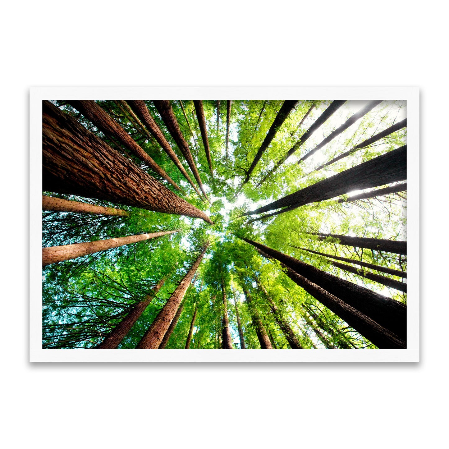 Säulen der Natur - Redwood Waldkronen