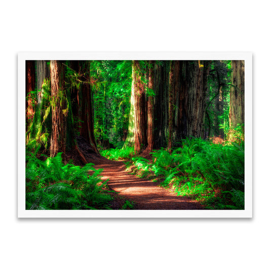 Riesenwald-Pfad – Verloren aber Glücklich