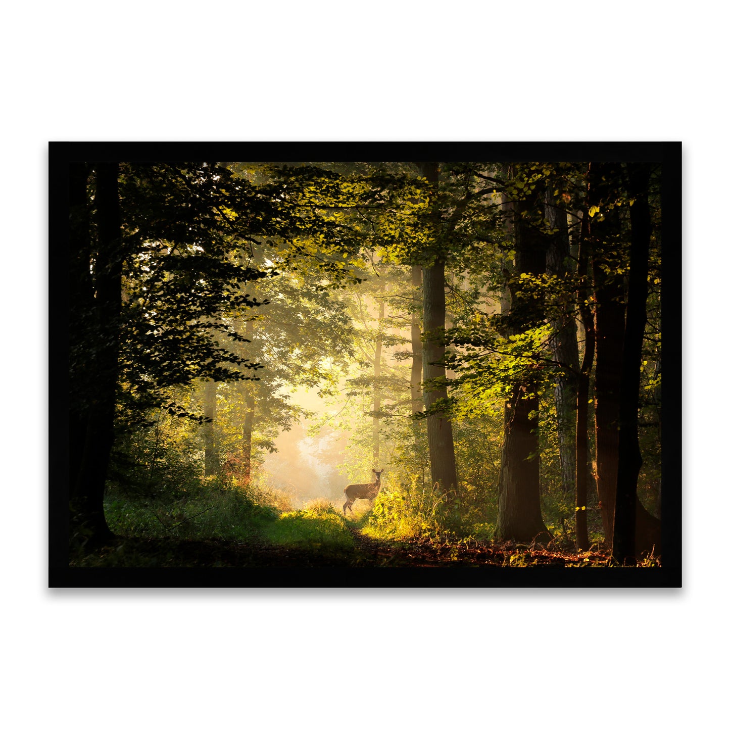 Licht und Leben - Magischer Wald