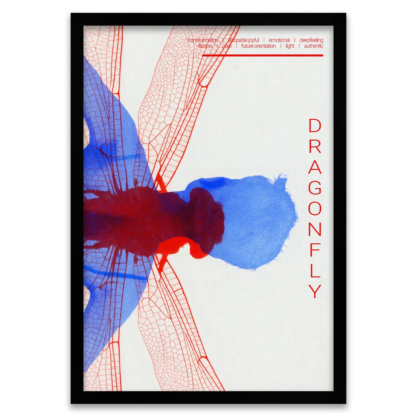 Graphic Anatomy - Dragonfly