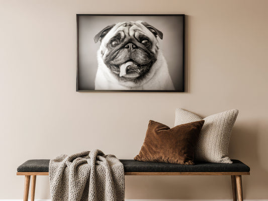 Pug Portrait – The Funny Four-Legged Friend
