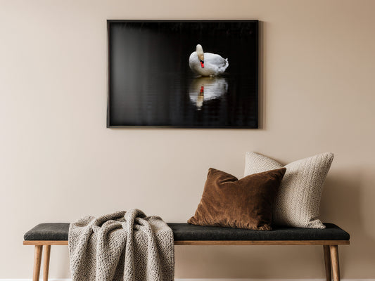 Reflection of the Soul - Elegant Swan