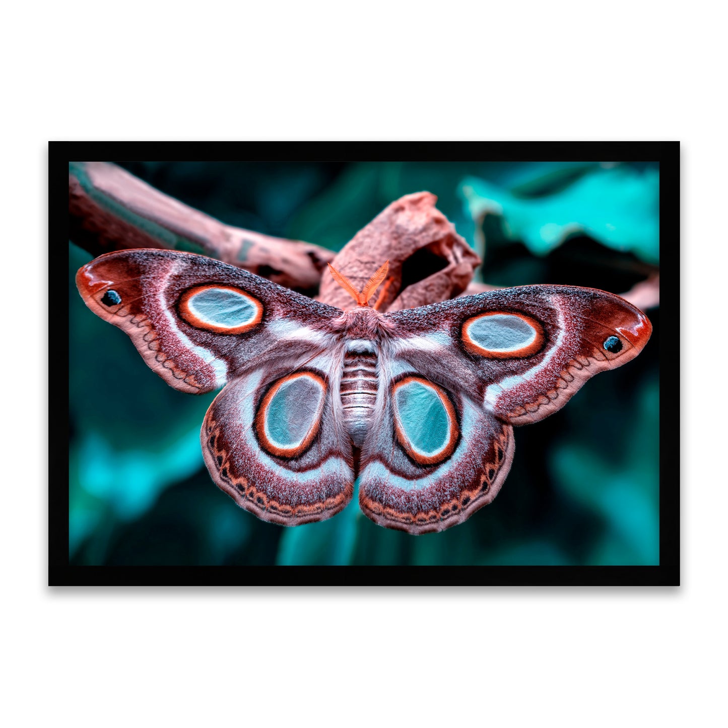 Blaue Nachtmaske - Polyphemusmotte