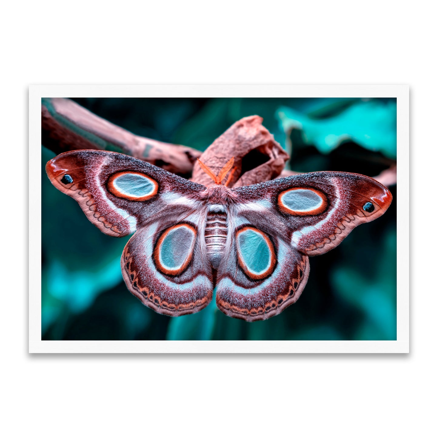 Blaue Nachtmaske - Polyphemusmotte