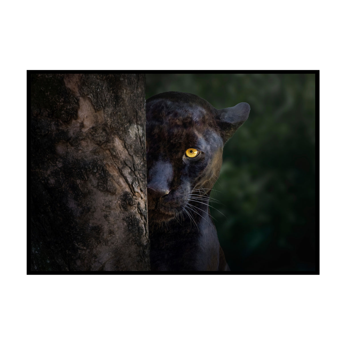 Instinktiver Jäger - Blick des Schwarzen Panthers Poster, Nahaufnahme des Drucks im schmalen schwarzen Rahmen