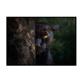 Instinktiver Jäger - Blick des Schwarzen Panthers Poster, Nahaufnahme des Drucks im schmalen schwarzen Rahmen