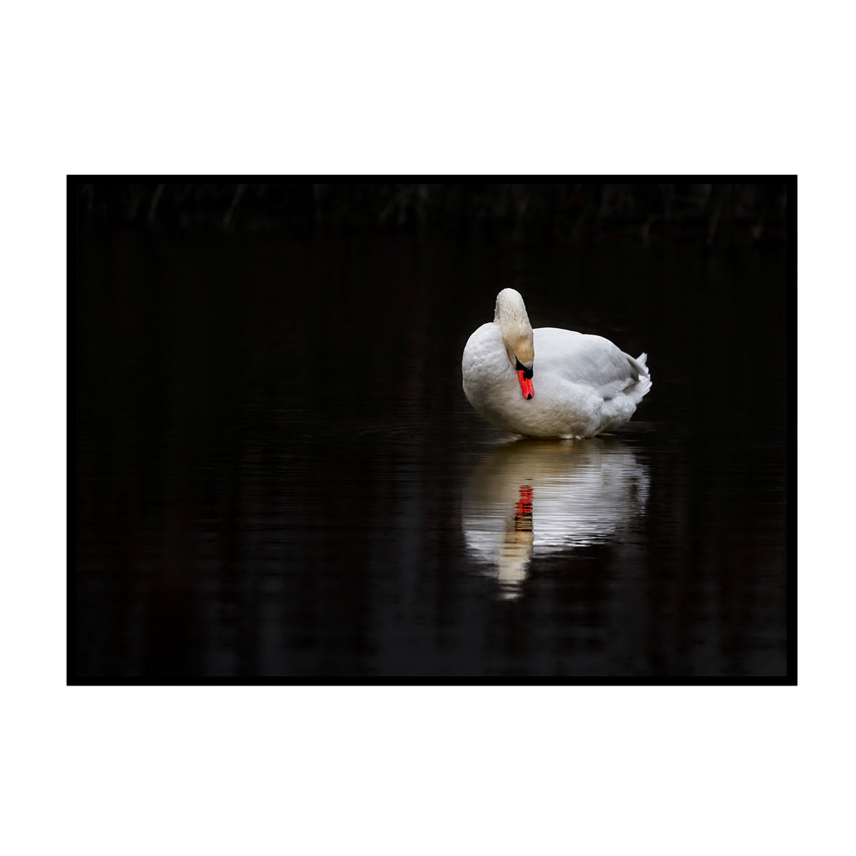 Spiegelbild der Seele - Eleganter Schwan Poster, Nahaufnahme des Drucks im schmalen schwarzen Rahmen