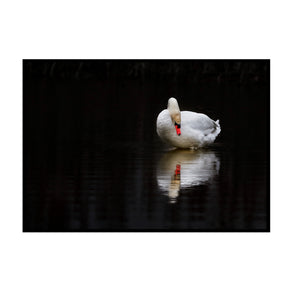 Spiegelbild der Seele - Eleganter Schwan Poster, Nahaufnahme des Drucks im schmalen schwarzen Rahmen
