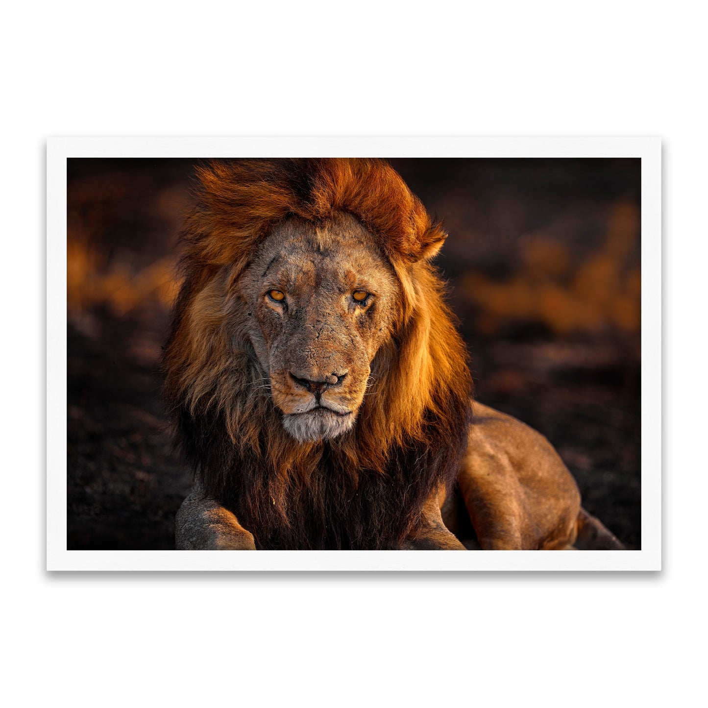 Löwen-Portrait – Der König der Savanne