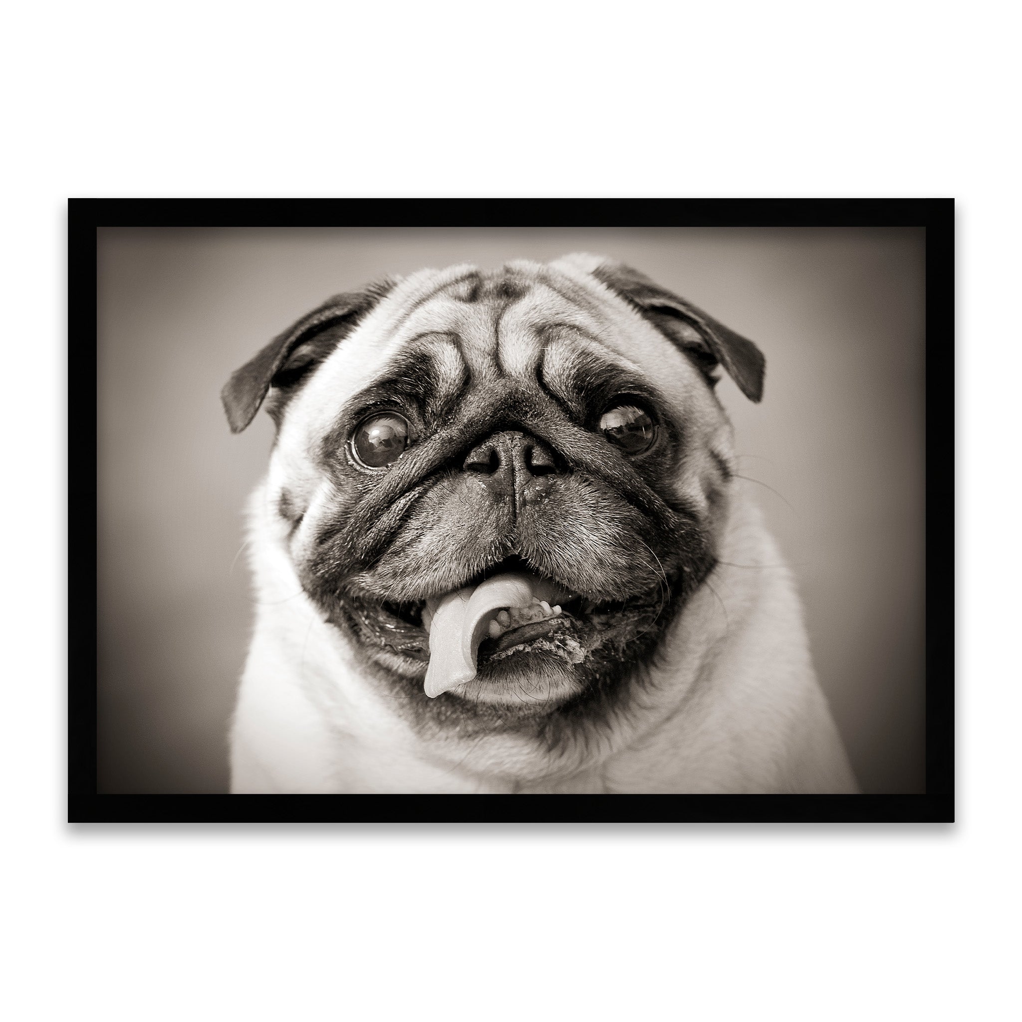 Mops Portrait – Der lustige Vierbeiner