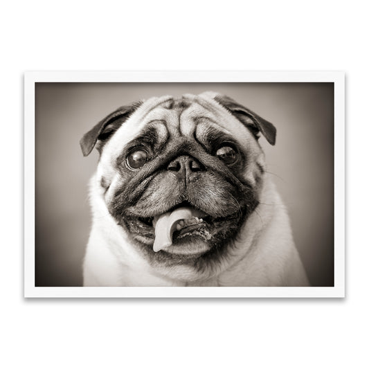 Mops Portrait – Der lustige Vierbeiner