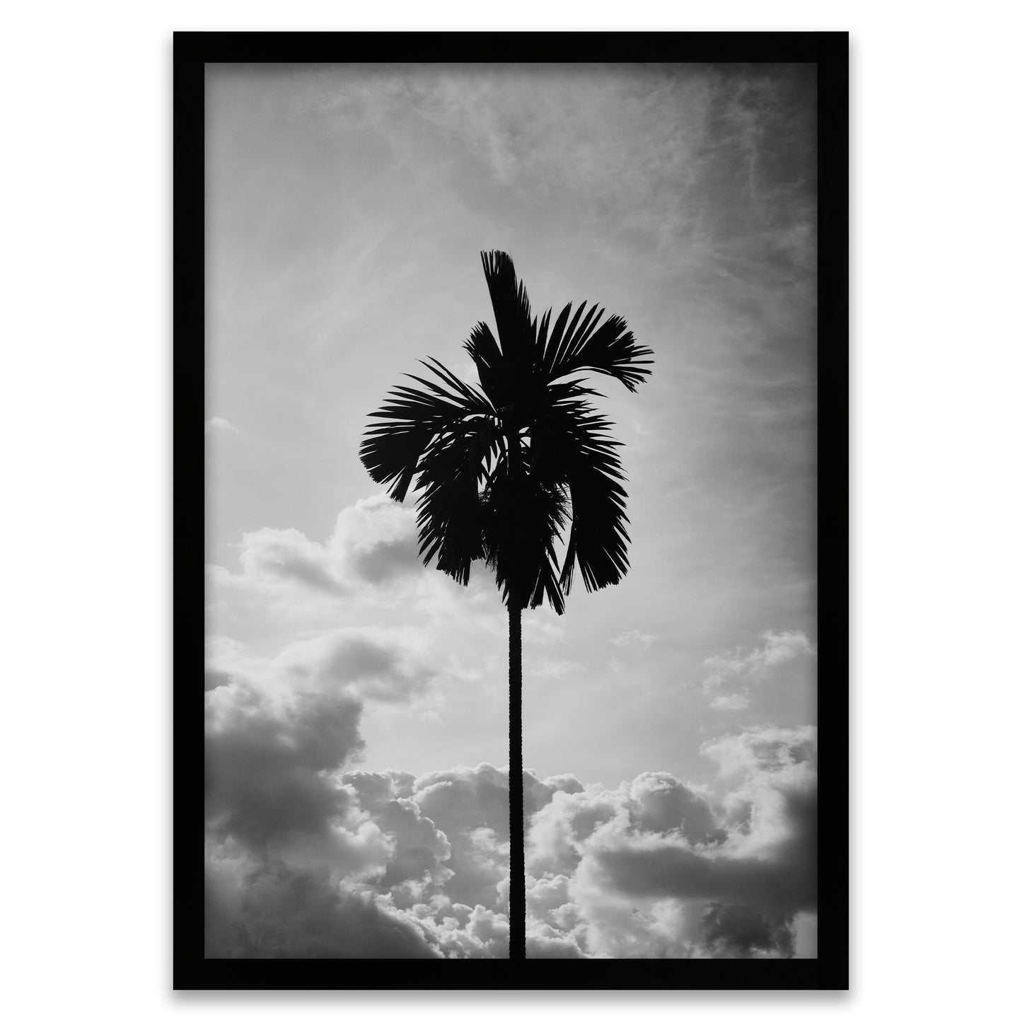 Einsame Höhe - Schwarz-Weiss Palme