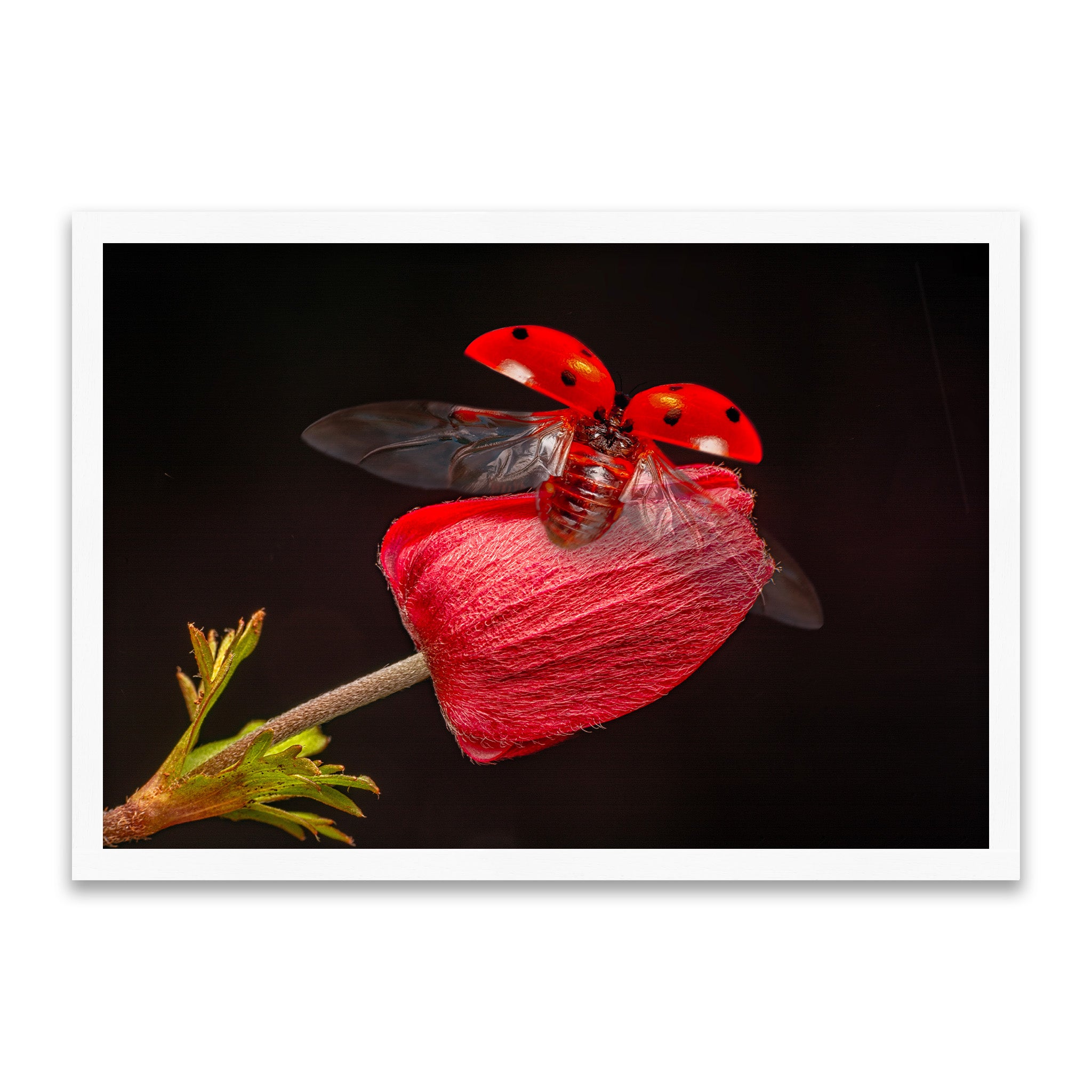 Flug des Glücks - Marienkäfer