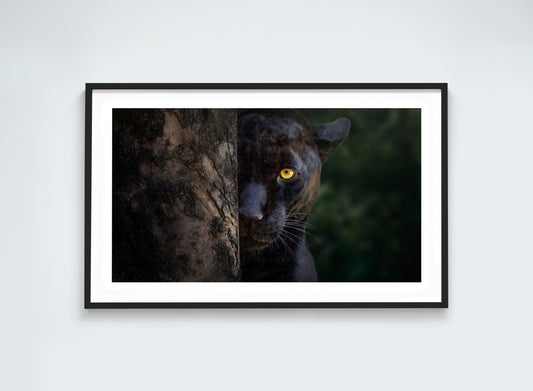 Instinctive Hunter - Black Panther Gaze
