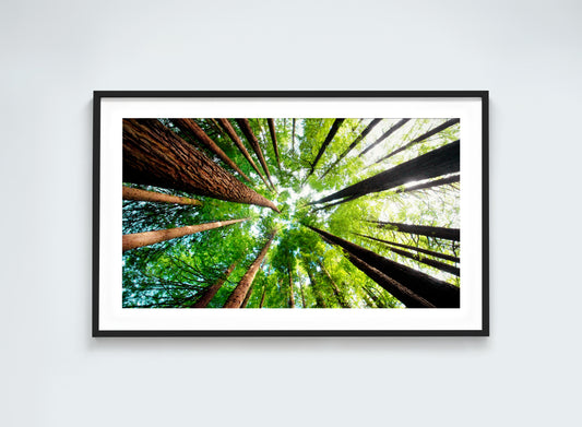 Säulen der Natur - Redwood Waldkronen