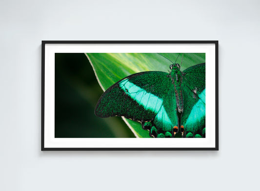 Emerald Swallowtail - Vibrant Butterfly