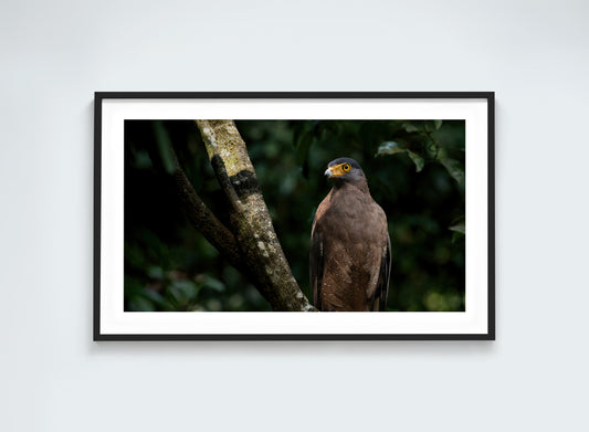 Silent Hunter - Eagle Eye
