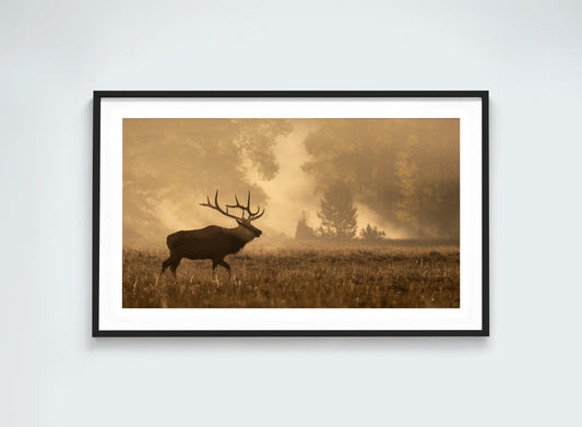 Elk Silhouette – Silent Call in the Morning Mist