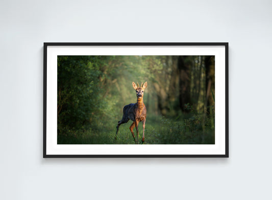 Roe Deer Portrait – What are you looking at?