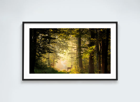 Light and Life - Magical Forest