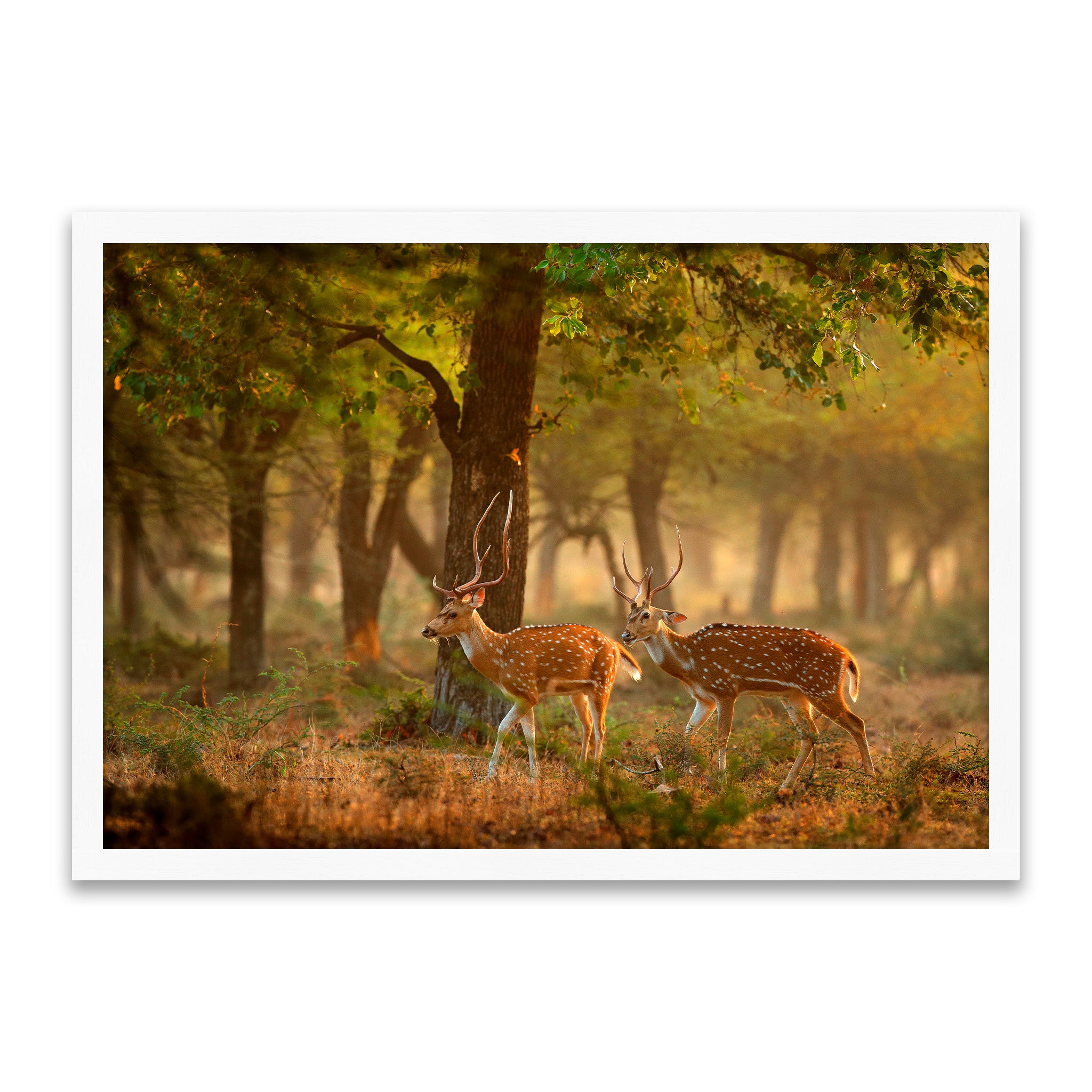 Gesichtete Hirsche – Spaziergang im goldenen Wald