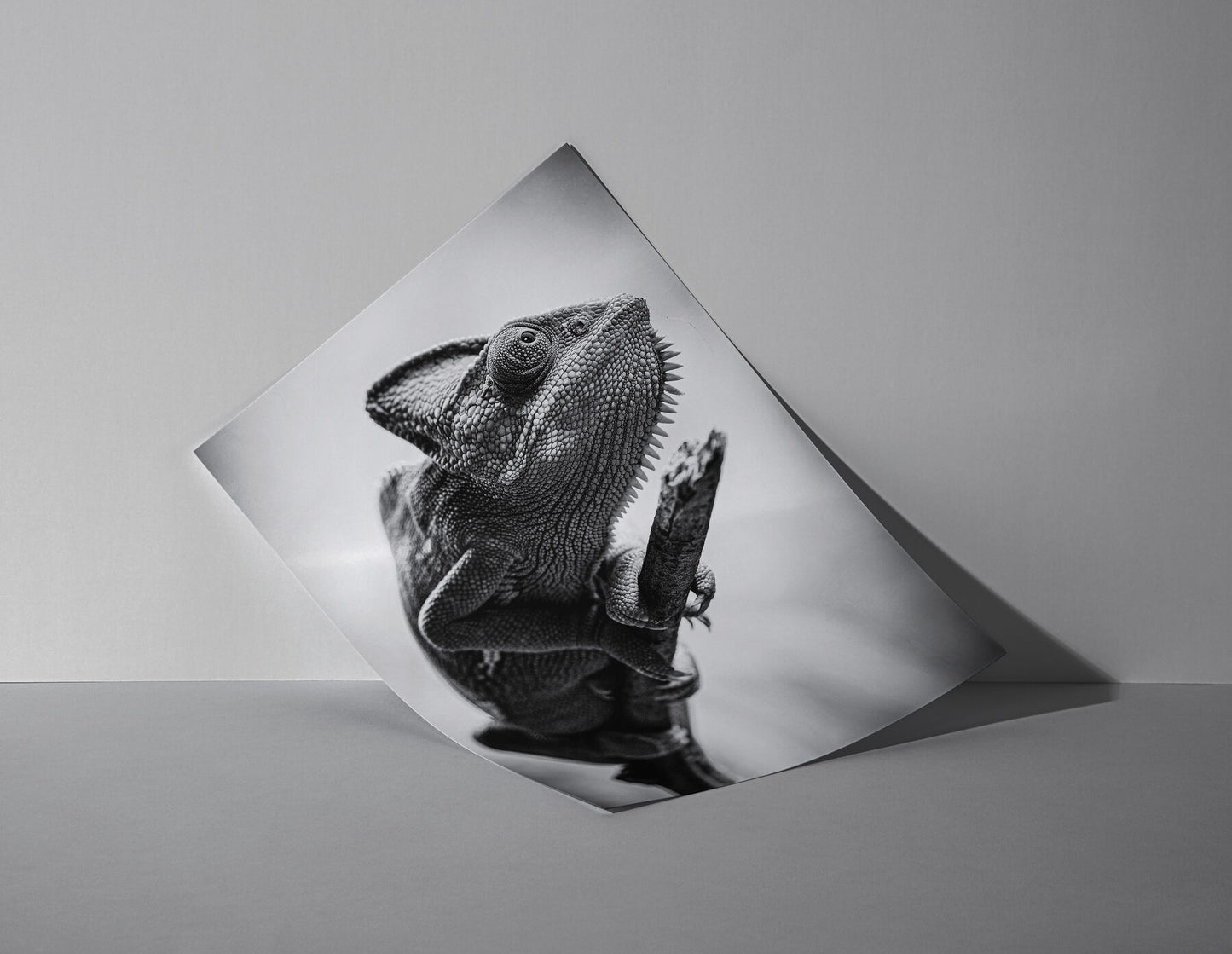 Skin of Stone - Black and White Chameleon