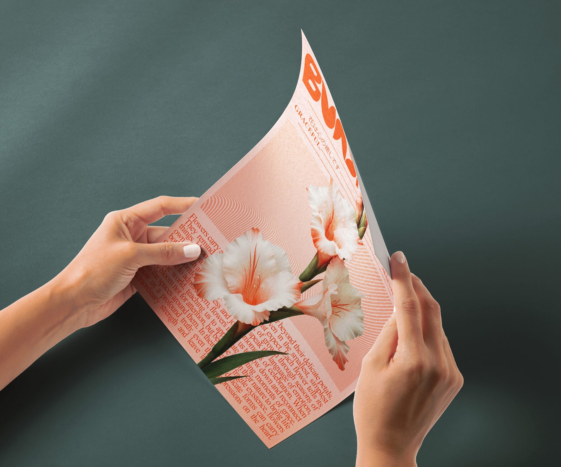 Modern Botanical - Pink Gladiolus