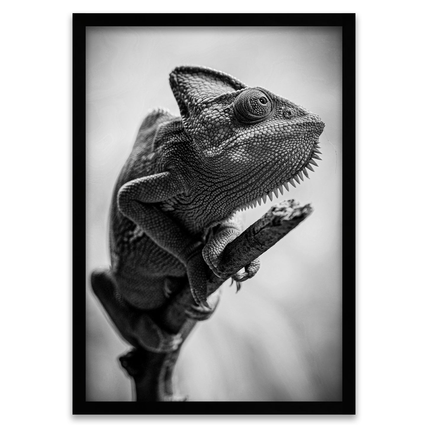 Haut aus Stein - Schwarz-Weiss Chamäleon