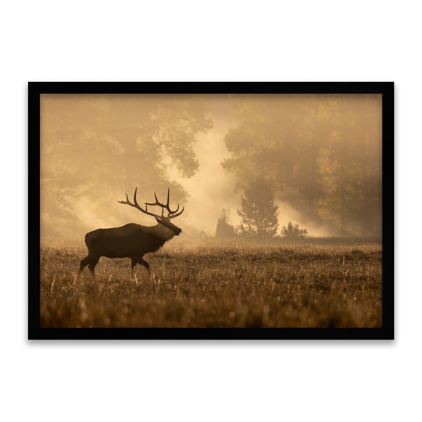 Elk Silhouette – Silent Call in the Morning Mist