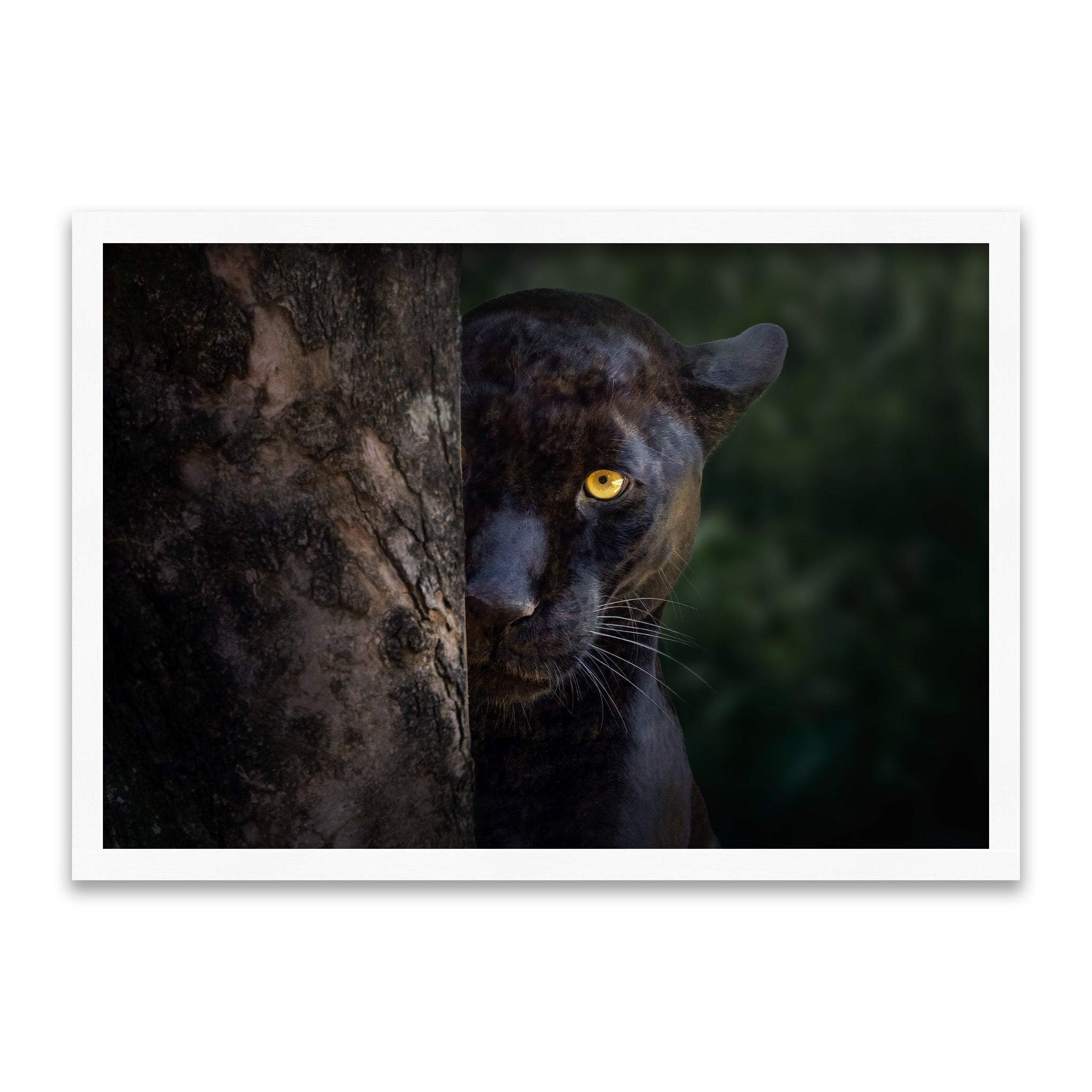 Instinktiver Jäger - Blick des Schwarzen Panthers