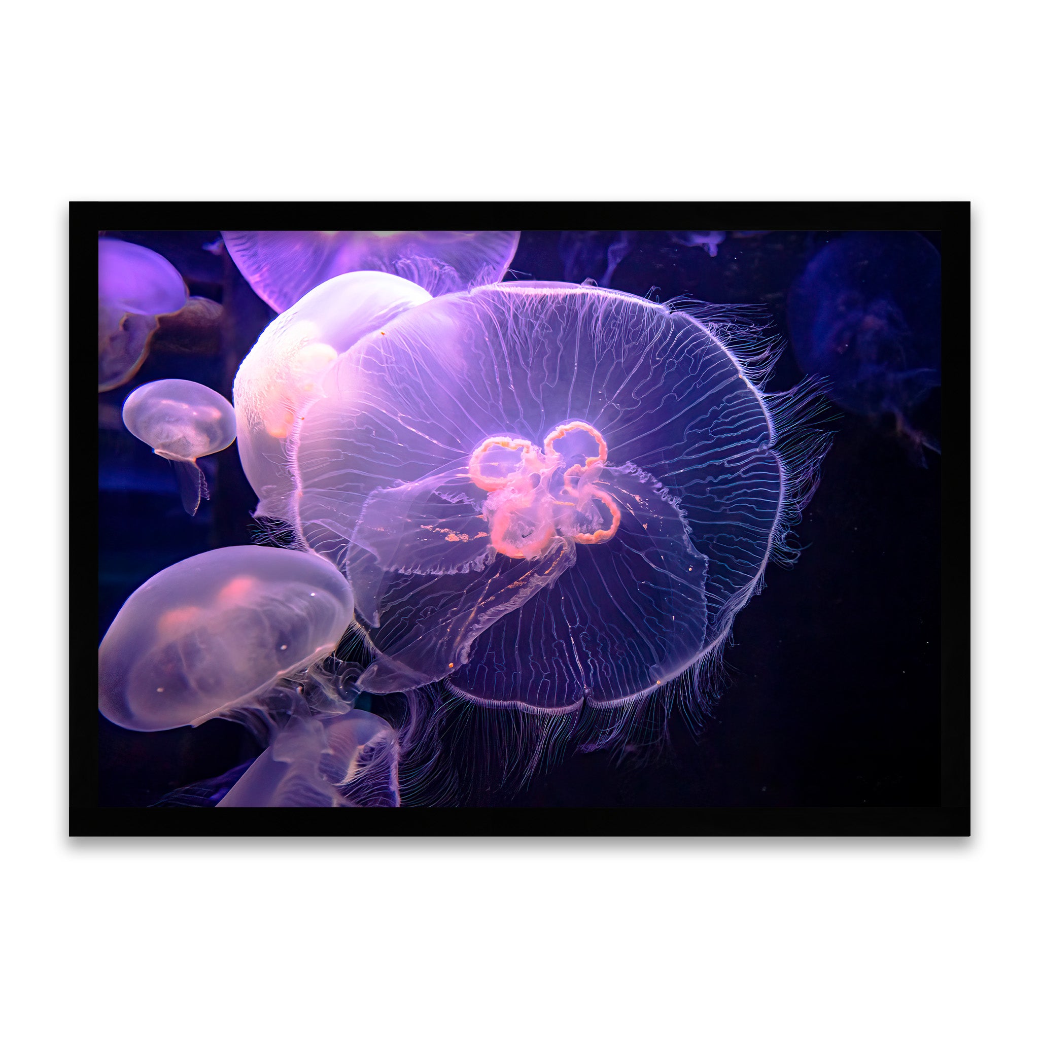 Leuchtquallen – Stille Tänzer der Tiefsee