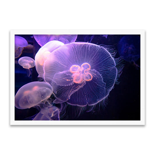 Leuchtquallen – Stille Tänzer der Tiefsee