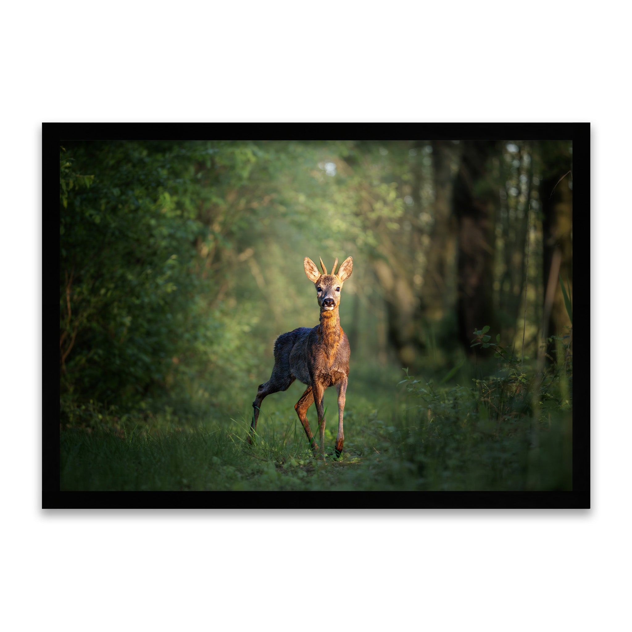 Rehbock-Portrait – Was guckst du?