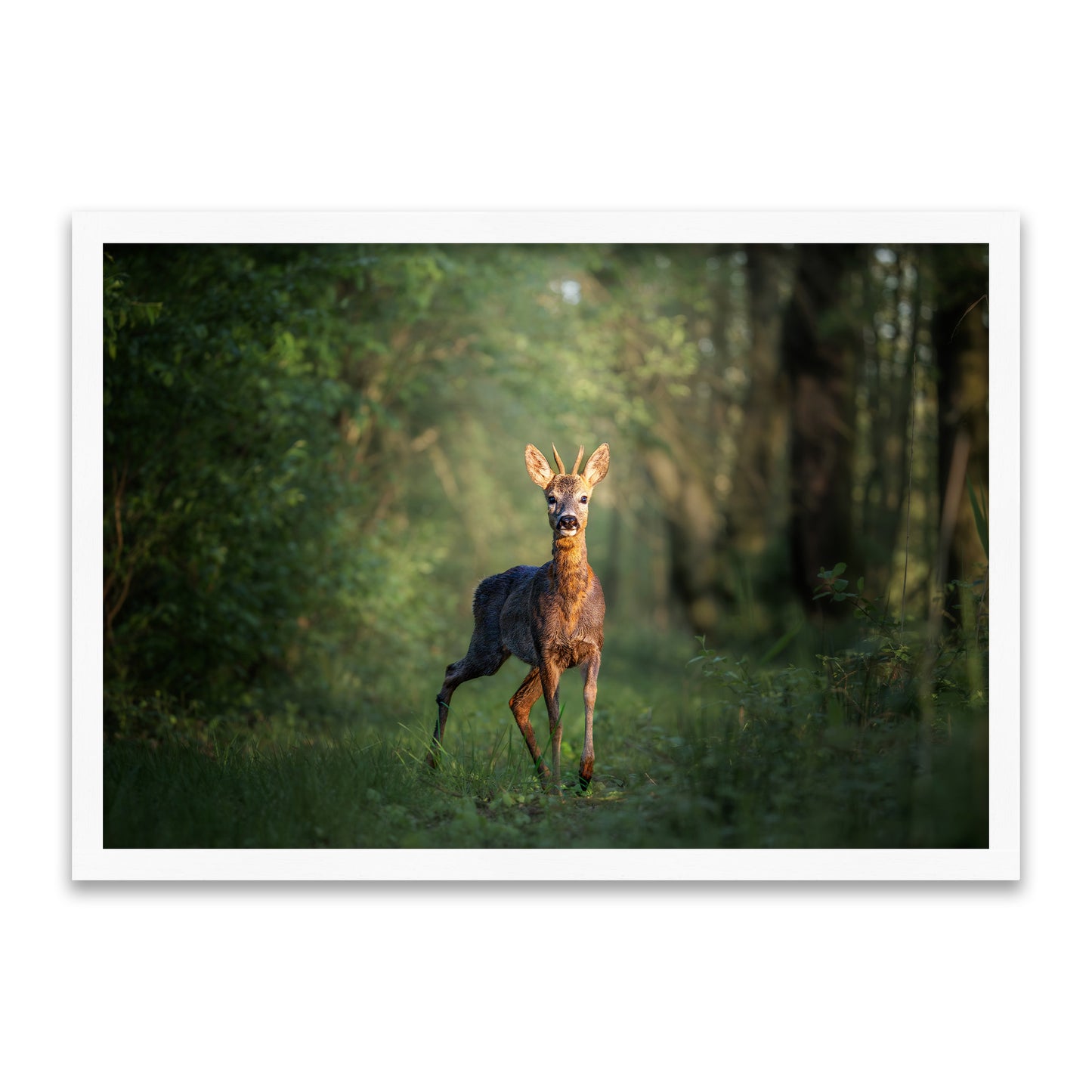 Rehbock-Portrait – Was guckst du?