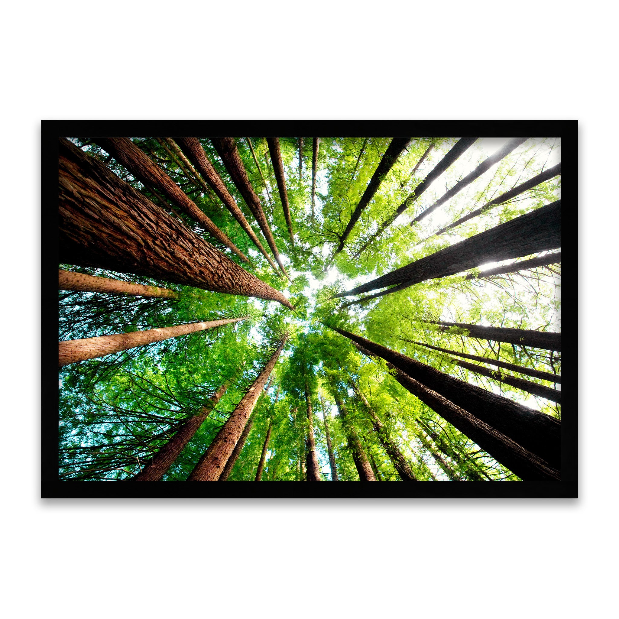 Säulen der Natur - Redwood Waldkronen