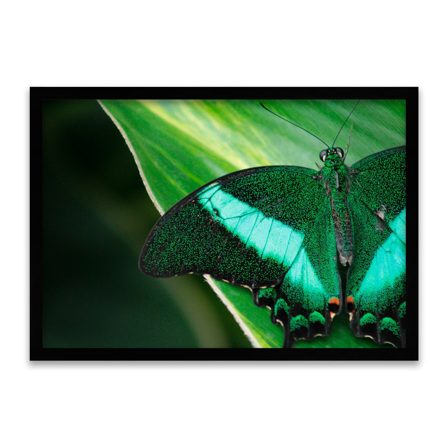 Smaragd-Schwalbenschwanz - Leuchtender Schmetterling