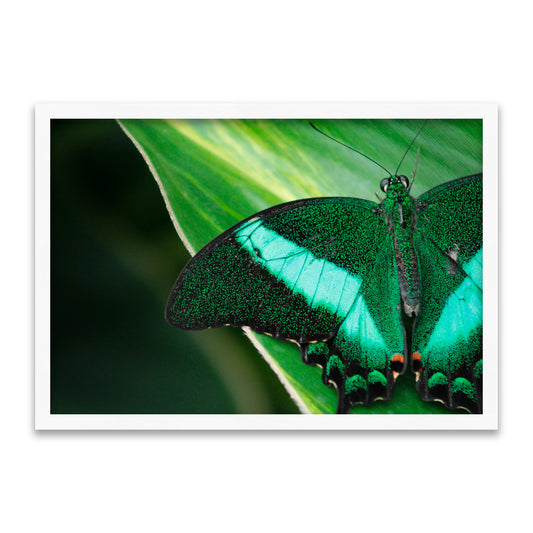 Smaragd-Schwalbenschwanz - Leuchtender Schmetterling