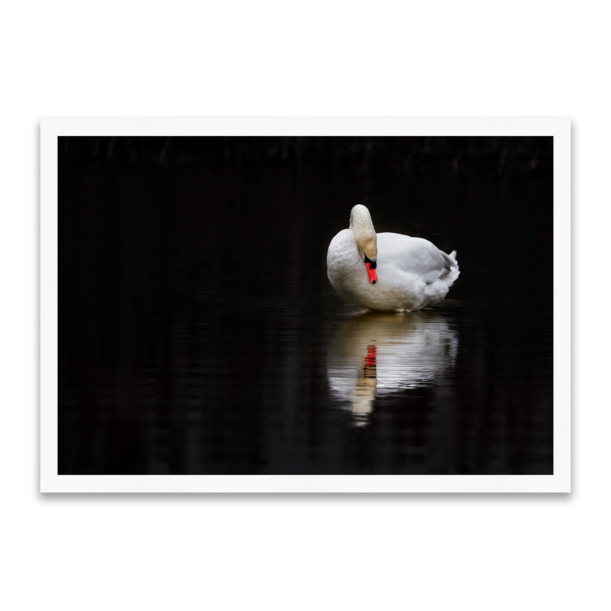 Spiegelbild der Seele - Eleganter Schwan