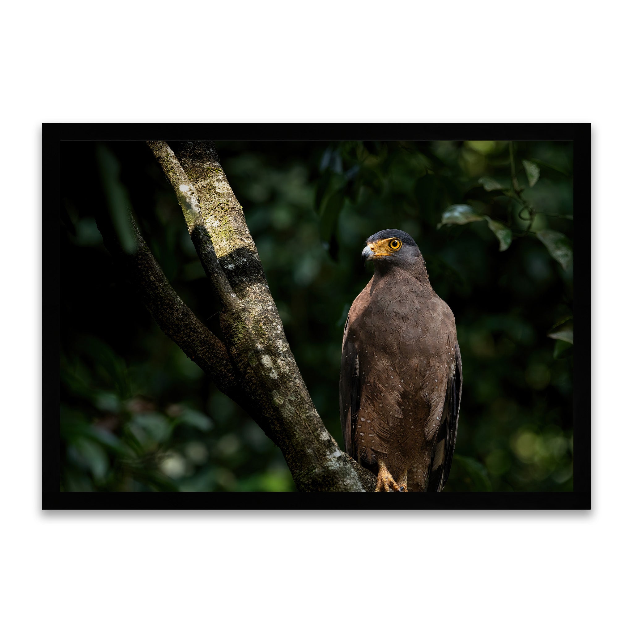 Stiller Jäger - Adleraugen